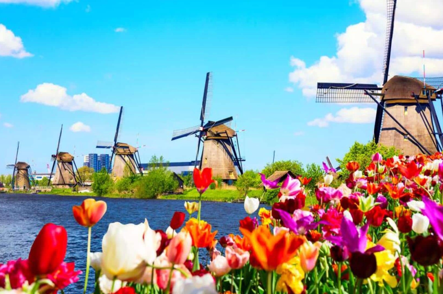 Historic Kinderdijk windmills surrounded by colorful tulip fields in spring